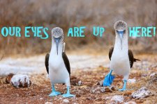 Blue-Footed-Boobies-On-The-Galapagos-Islands-Text-0ea1ab5694d17cf0d66d798f178d0450-840x560-85-...jpg