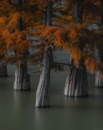 swamp_cypress_trees.jpg