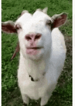 goats-licking.gif