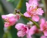 PeachBlossom2.jpg