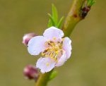 PeachBlossom1.jpg