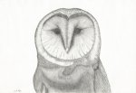 Barn-Owl.jpg