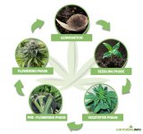 cannabis-life-cycle-five-phases.jpg