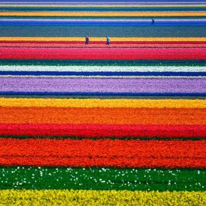 psbattle_tulip_farm.jpg
