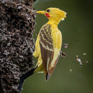The cream-coloured woodpecker is a real life Pikachu..jpg